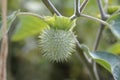 Thorn apple Inka Royalty Free Stock Photo