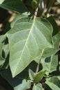 Thorn apple Inka Royalty Free Stock Photo