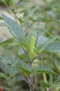 Thorn apple Inka Royalty Free Stock Photo