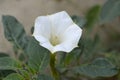 Thorn apple Inka Royalty Free Stock Photo