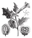 Thorn Apple or Jimson Weed or Datura stramonium, vintage engraving Royalty Free Stock Photo