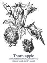 Thorn apple. Vector hand drawn plant. Vintage medicinal plant sketch.