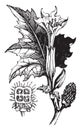 Thorn Apple vintage illustration