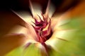 thorn apple with violet and white flower in soft focus