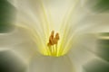 thorn apple with white flower, focus on center