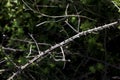 Branches with thorns, in sunlight, in focus. Royalty Free Stock Photo