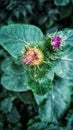 thorn burdock bush urban nature flower plant green greenery prickly medicinal naturopathy Royalty Free Stock Photo