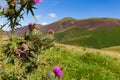 Thorn bush and bee on Latrigg, Keswick, Cumbria, UK