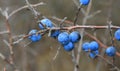 Thorn bush branch with nice ripe blue berries Royalty Free Stock Photo