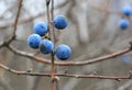 Thorn bush branch with ripe blue berries Royalty Free Stock Photo