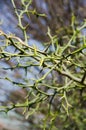 Thorn bush Royalty Free Stock Photo