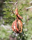 Thorn bush seeds among green leaves