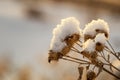 Thorn Bush of thistles in the snow in forest, winter