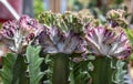 Cacti with grafted colored succulents