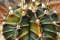 Thorn cactus for background Royalty Free Stock Photo