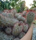 Thorn cactus in brown pot