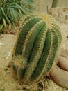 Thorn cactus in the garden