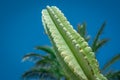 Thorn of cactus leaf texture, close up Royalty Free Stock Photo