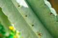 Thorn of cactus leaf texture, close up Royalty Free Stock Photo