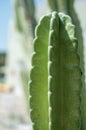Thorn of cactus leaf texture, close up Royalty Free Stock Photo