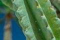Thorn of cactus leaf texture, close up Royalty Free Stock Photo