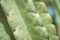 Thorn of cactus leaf texture, close up Royalty Free Stock Photo