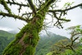 Thorn-Covered Mossy Tree - Forest Close-up Photography Royalty Free Stock Photo
