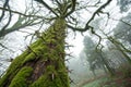 Thorn-Covered Mossy Tree - Forest Close-up Photography Royalty Free Stock Photo