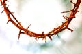 Thorn crown close up Royalty Free Stock Photo