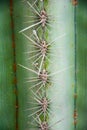 Thorn of Golden barrel cactus or Echinocactus grusonii Hildm, this is the desert tree which were many thorns , its body look like Royalty Free Stock Photo