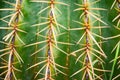 Thorn of Golden barrel cactus or Echinocactus grusonii Hildm, this is the desert tree which were many thorns , its body look like Royalty Free Stock Photo