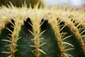 Thorn of Golden barrel cactus or Echinocactus grusonii Hildm, this is the desert tree which were many thorns , its body look like Royalty Free Stock Photo