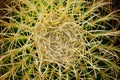 Thorn of Golden barrel cactus or Echinocactus grusonii Hildm, this is the desert tree which were many thorns , its body look like Royalty Free Stock Photo