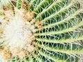 Thorn of Golden barrel cactus or Echinocactus grusonii , its body look like the green ball and white flower, close up Royalty Free Stock Photo