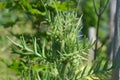 Thorn grass in the green grass in the sun