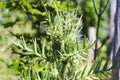 Thorn grass in the green grass in the sun