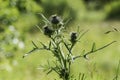 Thorn grass in the green grass in the sun