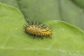 Thorn moth larvae in a green leaf Royalty Free Stock Photo