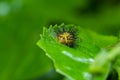 Thorn moth larvae on green leaf, Macro Royalty Free Stock Photo