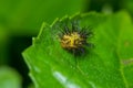 Thorn moth larvae on green leaf, Macro Royalty Free Stock Photo