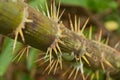 Thorn palm tree (Zalacca tree)