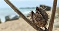 Thorny plant on the beach