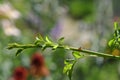 Thorn roses close-up Branch with leaves and sharp spikes close-up on a blurred background Garden plant with