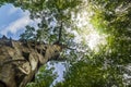 Thorn Spike Tree Puerto Rico Ceiba Protected