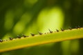 Thorn on stalk of Sugar palm tree