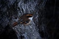 Thorn-tailed rayadito, Aphrastura spinicauda, small brown gray bird sitting on the old tree trunk. Rayadito in the nature habitat Royalty Free Stock Photo