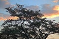 THORN TREE WITH CLOUDS TINTED BY SUNSET GLOW