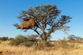 Thorn tree and large weaver nest Royalty Free Stock Photo