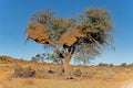 Thorn tree and large weaver nest Royalty Free Stock Photo