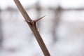 Thorn tree stem fragment with many Royalty Free Stock Photo